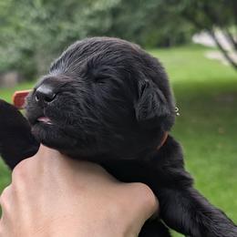 Orange - Black male Newfoundland puppy in Independence, Missouri from K & L Ranch
