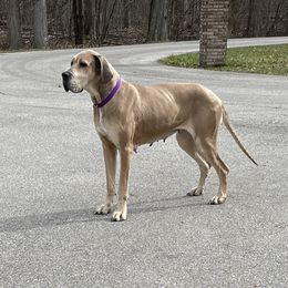 Lettie - Great Dane