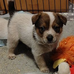 Wallace - Red speckled male Australian Cattle Dog puppy in Rogue River, Oregon from FullMoon Cattle Dogs