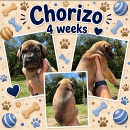 Chorizo - Fawn male Great Dane puppy in Naples, Florida from Above The Salt Danes