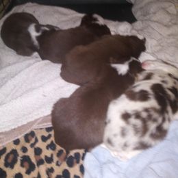 Australian Shepherd Puppies from BJ's Aussie