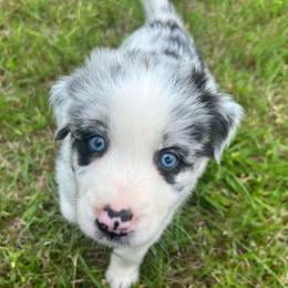 Butter - Blue merle female Australian Shepherd puppy in Marshfield, Vermont from Discovery Hill Australian Shepherds