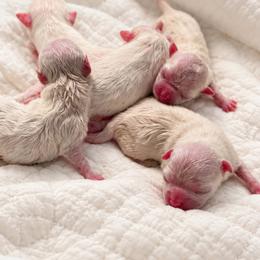 Girl 2 - White female Maltese puppy in San Diego, Temecula, Ontario, California from Yorkie & Maltese Royalty