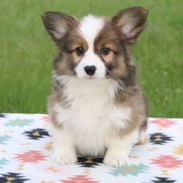 Evee (Robin) - Sable female Pembroke Welsh Corgi puppy in Fayetteville, Arkansas from Intergalactic Corgis
