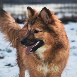Ophelia - Nenets Herding Laika