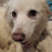 Vivian - American Eskimo Dog