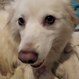 Vivian - American Eskimo Dog