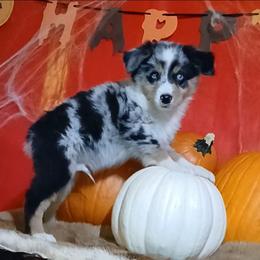 Kenny - Blue merle male Miniature Australian Shepherd puppy in Elkhart, Texas from Donaldson Dogz