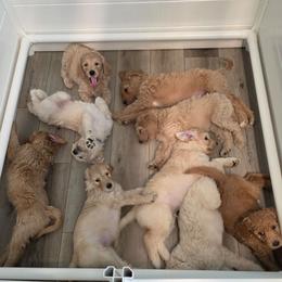 Goldendoodle puppies from Lila's Teddybear Goldendoodles