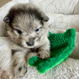 Slate - Blue merle male Pomeranian puppy in Raymondville, Missouri from Pampered Pomskies