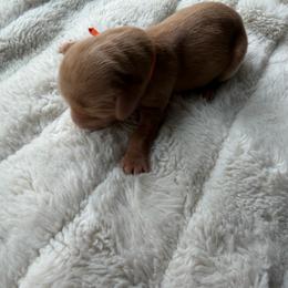Orange boy - Red male Dachshund puppy in Kelso, Washington from New Age Doxies