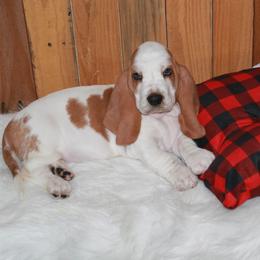 Luke - Lemon and white male Basset Hound puppy in Dover, Arkansas from S&S American Bassets