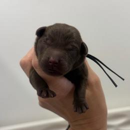 Shadow - Black Collar - Chocolate male Labrador Retriever puppy in Elloree, South Carolina from Moonlight Kennels LLC