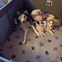 Siberian Husky Puppies from Marsh Creek Huskies