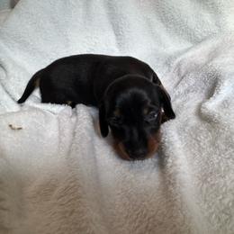 Bella Male 1 - Black and tan male Dachshund puppy in Whitehouse, Texas from Bonded Oaks Doxies