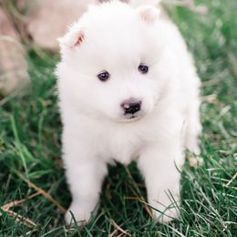 Snowball - White male Samoyed puppy in Morgan, Utah from Mountain Legacy Samoyeds