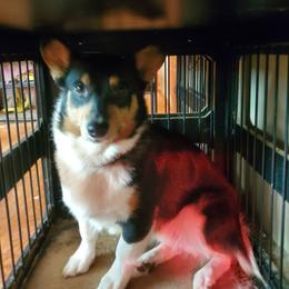 Spud - Black and tan male American Corgi puppy in Abingdon, Virginia from Runamuck Ranch
