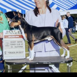 Tango - Rat Terrier
