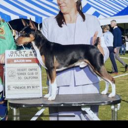 Tango - Rat Terrier