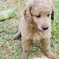Australian Mountain Doodle, Bernedoodle, and Goldendoodle Puppies from Wynterwood Doodles