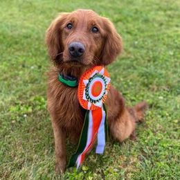 Golden Retrievers from Carolina's Goldcountry  Kennel