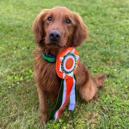 Golden Retrievers from Carolina's Goldcountry  Kennel