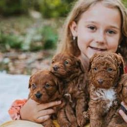 Goldendoodles and Sheepadoodles from Daisy Doodles LLC