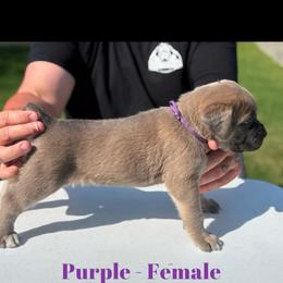 Purple collar - Gray and fawn female Cane Corso puppy in Herriman, Utah from High Country Corsos