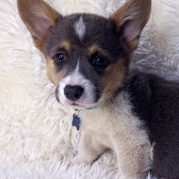 Skye - Black and tan Pembroke Welsh Corgi puppy in Oregon City, Oregon from Lavendel Corgis