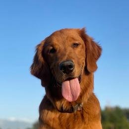 Munky - Golden Retriever