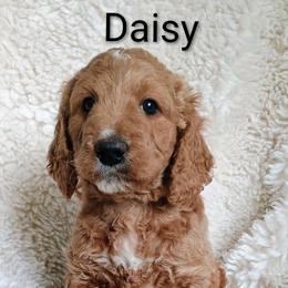 Daisy - Red  female Goldendoodle puppy in Marion County, Ohio from Hatten Homestead Kennels