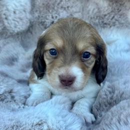 Cheddar - Cream male Dachshund puppy in Lincoln, California from ForeversEdge Doxies