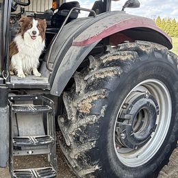 Border Collies from Whipple Family Farms