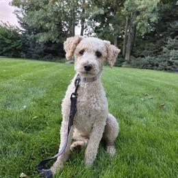 Trini - Poodle