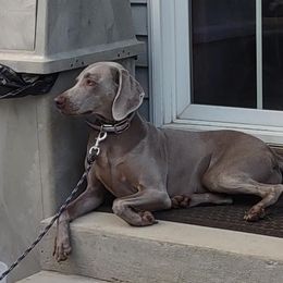 ELSA - Weimaraner