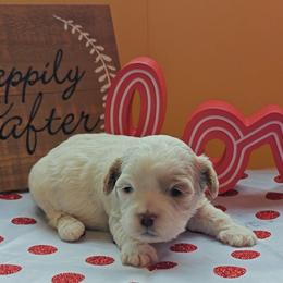 Gazelle - White female Cavapoo puppy in Dallas, Texas from Halo's Heroes Doodles