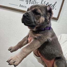 Purple - Gray and fawn female Cane Corso puppy in Lake Elsinore, California from CRUCIAL CANE CORSOS