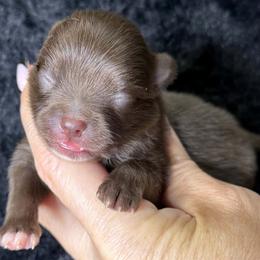DIOR - Chocolate female Pomeranian puppy in Kingwood, Texas from Treasured Jewels Pomeranians
