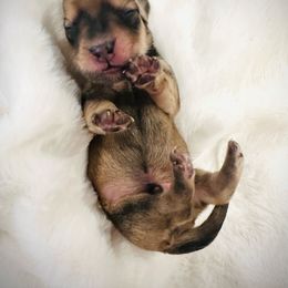 Myles Rhett - Cream male Dachshund puppy in Virginia from Pretty Paws