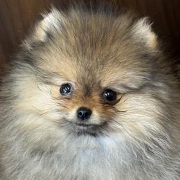 Keeshond and Pomeranian Puppies from Mary Schooner