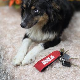 Leonardo - Black tri Toy Australian Shepherd puppy in Citra, Florida from Southpaw Herders LLC