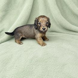 Bo - Red male Dachshund puppy in Richmond, Virginia from Paw Prints