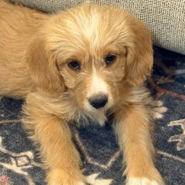 Faith - Apricot female Labradoodle puppy in Churchill County Fallon, Nevada from Card Family Ranch