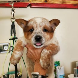 Eye masked red - Red mottled male Australian Cattle Dog puppy in Lenoir, North Carolina from Blue Coyote Ranch