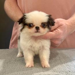 Boy 2 - Black tan and white male Japanese Chin puppy in Little Rock, Arkansas from Montra Japanese Chin & Cavalier King Charles Spaniels