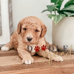 Goldendoodles from Doodle Squad Puppies
