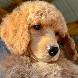Lavender - Apricot female Poodle puppy in Greenwich, New York from MizzElle’s Standard Poodles