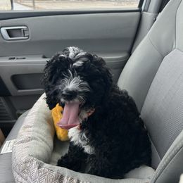 Cockapoo and Golden Mountain Doodle Puppies from Doodles of Joy