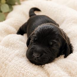 Tulip - Black female Dachshund puppy in Mesa, Arizona from Dach Army LLC