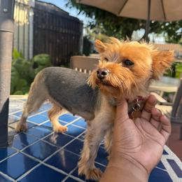 Charmi - Yorkshire Terrier